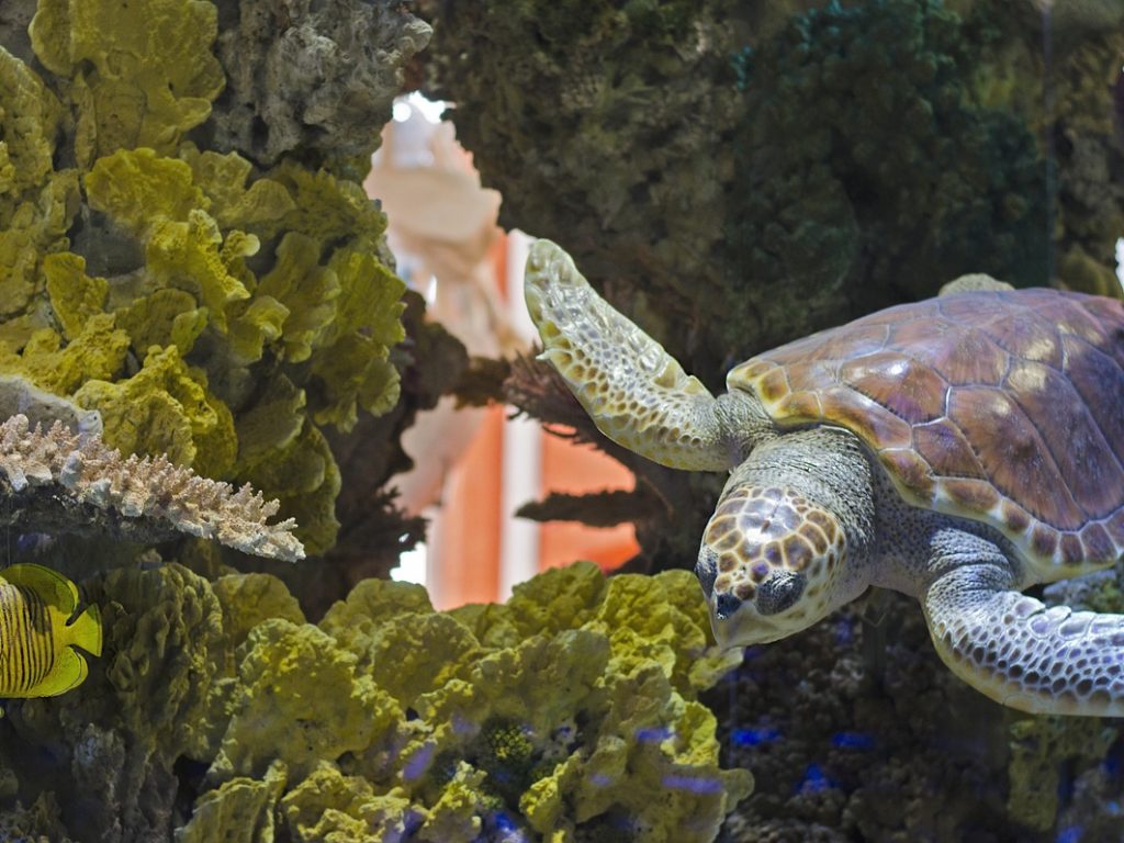 Avoir une tortue d’eau comme animal de compagnie !