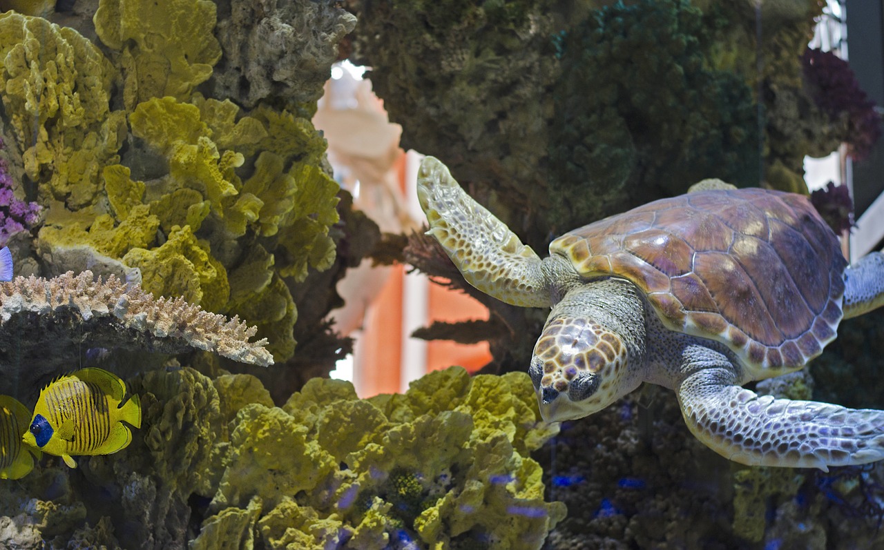 Tortue d'eau